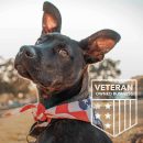 This Shirt Helped Save Dogs? Lives Standard Tee Green